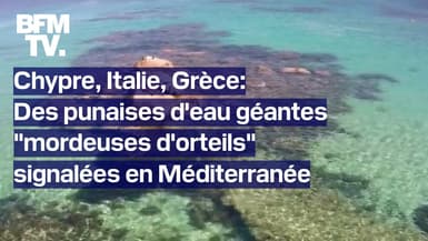Chypre, Italie, Grèce: des punaises d'eau géantes "mordeuses d'orteils" signalées en Méditerranée