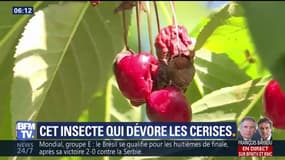 Une mouche asiatique dévore les cerises françaises
