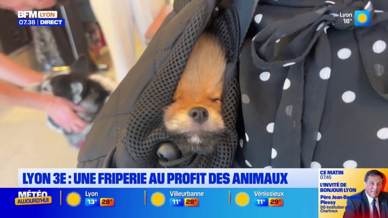 Lyon 3 : Une friperie au profit des animaux