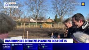 Dans le Bas-Rhin, des citoyens se mobilisent pour planter des forêts