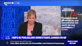 Pourquoi nous dit-on de ne plus consommer les œufs de nos poulaillers ? BFMTV répond à vos questions