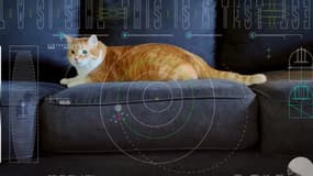 Taters, le chat dont la vidéo a été envoyé par la NASA.