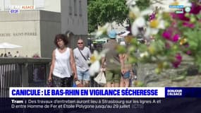 Vague de chaleur: le Bas-Rhin en vigilance sécheresse