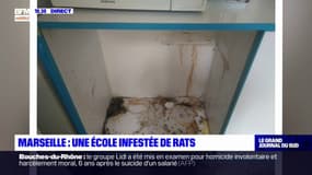 Marseille: une école infestée par les rats depuis plusieurs semaines