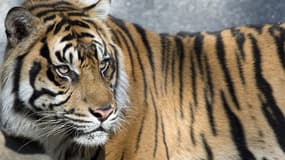 Un tigre de Sumatra, 27 mars 2014