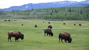 Un troupeau de bisons dans l'Etat du Wyoming, aux Etats-Unis (illustration)