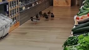 Ces 7 canards sont venus prendre leur déjeuner… dans un magasin bio