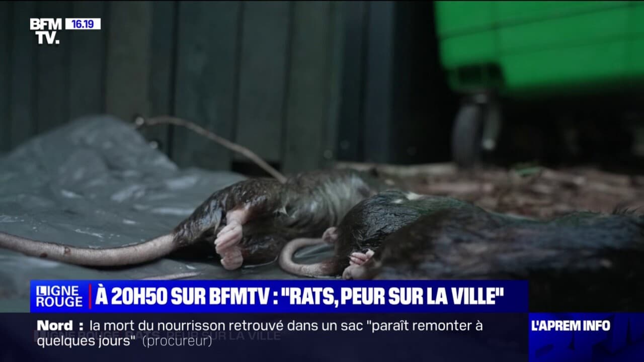 Danger Mort Aux Rats Ne Pas Manger Avertissement De Nouveauté Avis