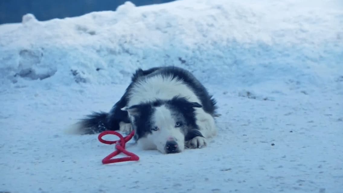 Missy, le chien du film, est la star du déjeuner des nominés aux Oscars