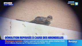 Tarare: une démolition repoussée à cause des hirondelles 