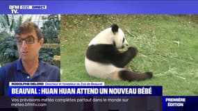 Le directeur du zoo de Beauval estime que la naissance du nouveau bébé panda aura lieu "d'ici une dizaines de jours"