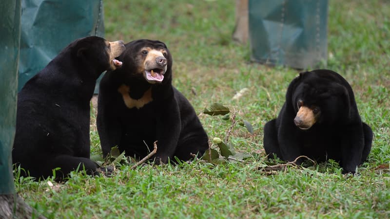 Trois ours malais jouant dans un enclos semi-naturel d'un refuge vietnamien, le 5 novembre 2014 à Tam Dao. (Photo d'illustration)