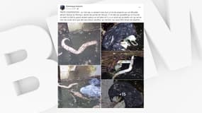 Quinze pythons royaux retrouvés morts dans le canal à Wasquehal