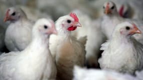Les éleveurs français vont devoir confiner leurs volailles, le risque relatif à la grippe aviaire passant à "élevé" en France métropolitaine 