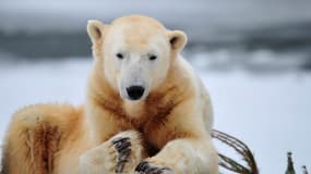 L'ours Knut est le premier ours polaire à naître en captivité au zoo de Berlin depuis plus de trente ans.