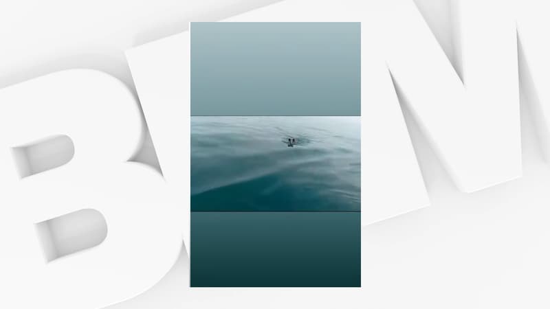 Un pêcheur a filmé sa rencontre avec un sanglier, au large de Saint-Malo.