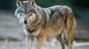 France Nature Environnement s'insurge contre la proposition de Ségolène Royal d'abattre quatre loups supplémentaires. (Photo d'illustration)