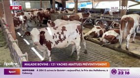 Maladie bovine: 121 vaches abattues préventivement