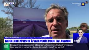 Valensole: Renaud Muselier en visite pour soutenir la filière lavande