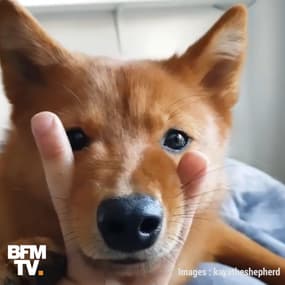 "Snoot Challenge": quand les internautes s’amusent avec le nez de leur animal 