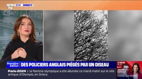 Des policiers britanniques piégés par un oiseau qu'ils ont confondu avec une sirène de voiture
