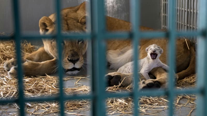 La lionne et son nouveau-né dans une réserve près d'Amman en Jordanie, le 14 août 2017