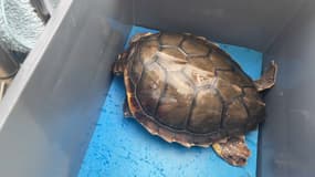 Une tortue marine a été relâchée au large de Villeneuve-Loubet ce mercredi matin.