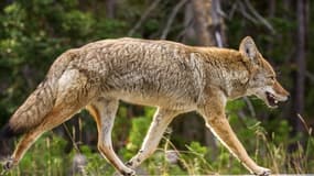 Les coyotes ne présenteraient pas de danger pour l'Homme. (image d'illustration)