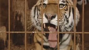 Un tigre de Sibérie a tué l'un de ses gardiens au zoo de Münster le 20 septembre 2013.