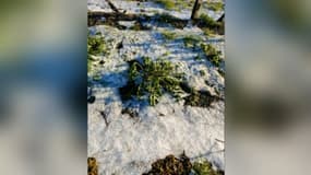 Capture d'écran d'antenne BFMTV. Photographie transmise par la Chambre d'agriculture du Gers sur laquelle on aperçoit des grêlons amassés dans une vigne. 