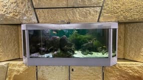 Un aquarium sur le quai de la station de métro Montebello à Lille.