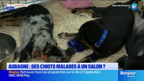 Aubagne: des chiots malades lors d'un salon?