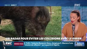 Un nouveau radar routier pour éviter les collision avec le gibier