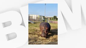 Un hippopotame du cirque Muller, à Marseille