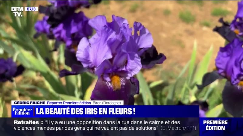 Dans la plus grande collection d'iris d'Europe à Biron en Dordogne