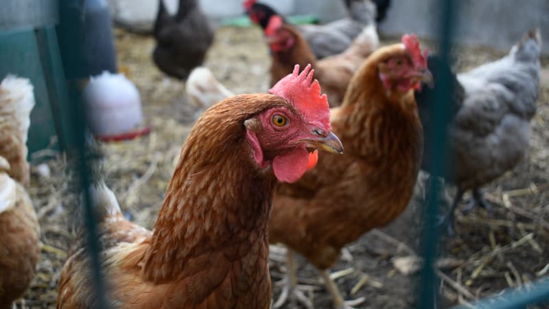 Chaque Français a mangé en moyenne 237 oeufs en 2025, un record: il faut 300 millions d'oeufs supplémentaires pour répondre à cette demande qui va continuer d'augmenter