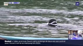 Lyon: des plongeurs explorent le lac de la Tête d'Or