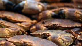 Une enquête est en cours pour déterminer les causes de la mort de milliers de crustacés en Angleterre. (PHOTO D'ILLUSTRATION)
