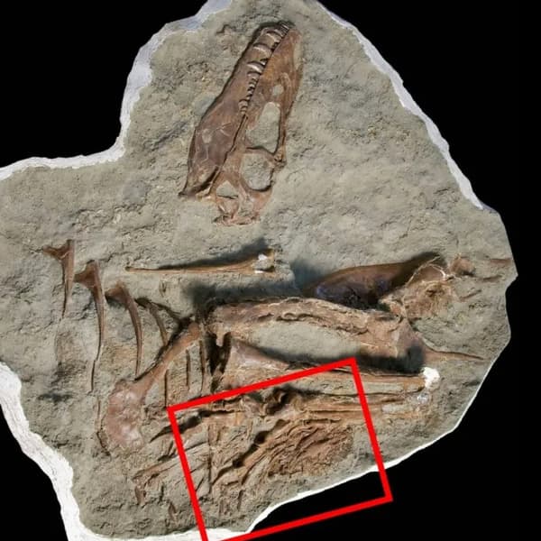 Le fossile des derniers repas d'un dinosaure Gorgosaurus libratus retrouvé en 2009 au Dinosaur Provincial Park, dans l'Alberta au Canada, a été identifié comme étant des pattes de dinosaure Citipes elegans, selon une étude parue le 8 décembre 2023