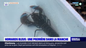 Manche: une nouvelle ferme d'élevage de homards bleus, une première en Europe