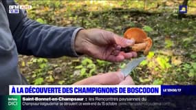 Hautes-Alpes: à la découverte des champignons de la forêt de Boscodon