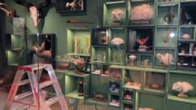 A l'occasion de la réouverture du musée zoologique de Strasbourg, 1,2 million de spécimens sont ressortis des cartons.