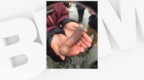 Des milliers de poissons pénis ont été retrouvés sur la plage de Drakes, en Californie
