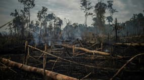 Des arbres brûlés dans la forêt amazonienne, le 15 septembre 2021 à Porto Velho, au Brésil