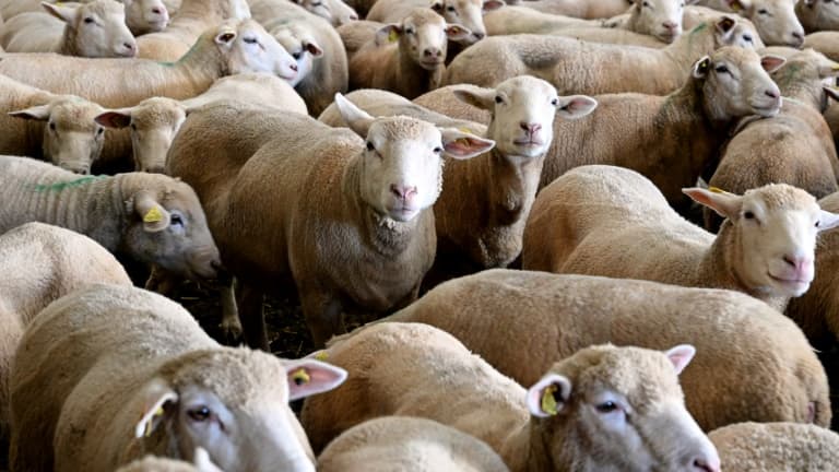 Des brebis en cours de vaccination dans une ferme à Poix-Terron, dans le nord de la France, le 21 août 2024