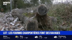 Dans le Lot, les fourmis charpentières se multiplient et font des ravages