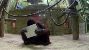Les orangs-outans du Jardin des Plantes s'essaient à la peinture
