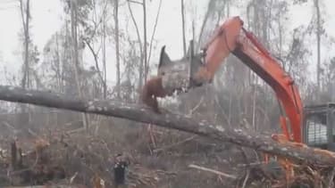 L'orang-outan contre le bulldozer.