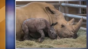 Le rhinocéros et sa mère