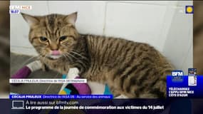 "Plusieurs mois de soins": une association donne des nouvelles du petit chat traîné par un vélo à Nice
